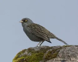 Junco vulcani