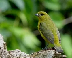 Yellow-crowned euphonia, eufonia coroniamarilla (cr)