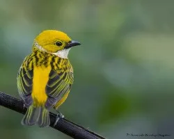 Tangara icterocephala