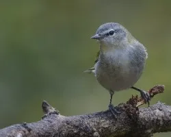 Oreothlypis peregrina