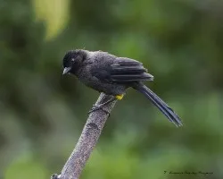 Pselliophorus tibialis