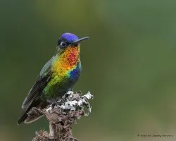 Panterpe insignis