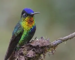 Panterpe insignis