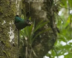 Pharomachrus mocinno