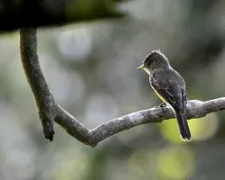 Myiarchus tuberculifer