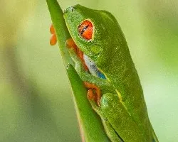 Agalychnis callidryas