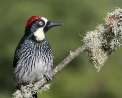 Melanerpes formicivorus