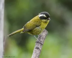Chlorospingus pileatus