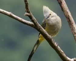 Ptiliogonys caudatus