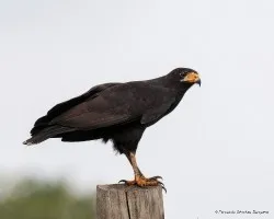 Buteogallus anthracinus