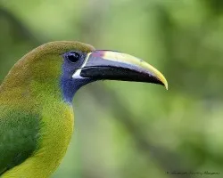 Aulacorhynchus prasinus