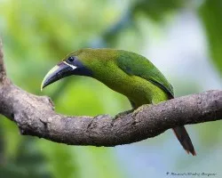 Aulacorhynchus prasinus