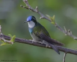 Lampornis castaneoventris