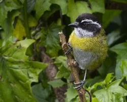 Chlorospingus pileatus