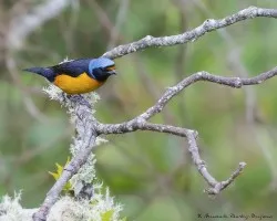 Euphonia elegantissima