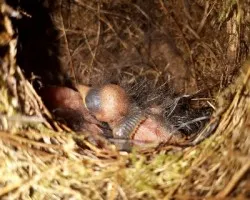 Mionectes oleagineus