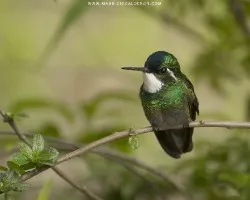 Lampornis castaneoventris