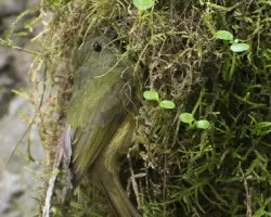 Mionectes oleagineus