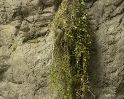 Mionectes oleagineus