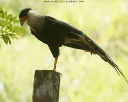 Caracara cheriway