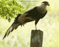 Caracara cheriway