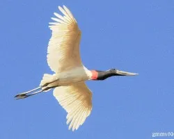 Jabiru mycteria