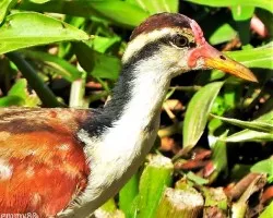 Jacana jacana