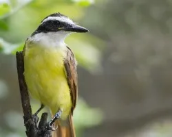 Pitangus sulphuratus