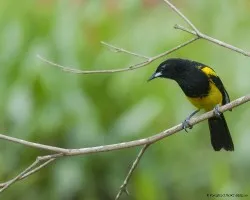 Icterus prosthemelas