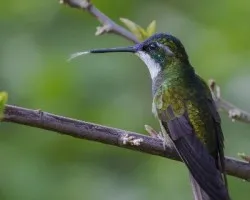 Lampornis castaneoventris