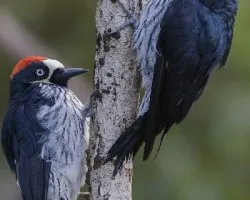 Melanerpes formicivorus