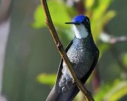 Lampornis castaneoventris