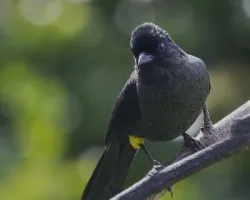 Pselliophorus tibialis