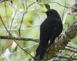 Turdus nigrescens