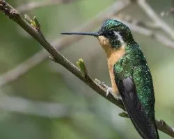 Lampornis castaneoventris