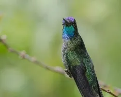 Lampornis castaneoventris