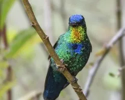 Panterpe insignis