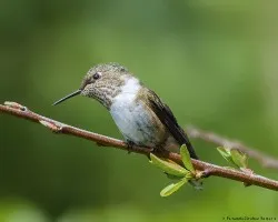 Selasphorus scintilla