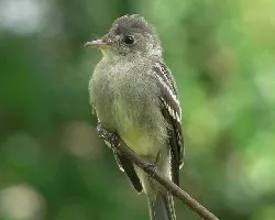 Contopus cinereus