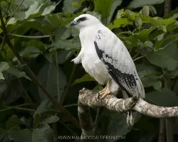 Leucopternis albicollis