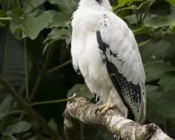 Leucopternis albicollis