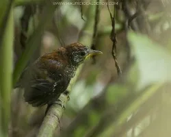 Thryothorus semibadius