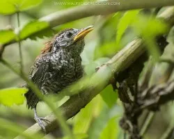 Thryothorus semibadius