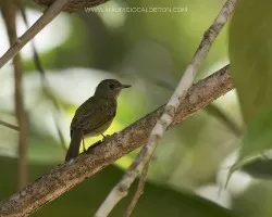 Mionectes oleagineus