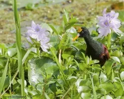 Jacana spinosa