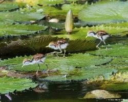 Jacana spinosa
