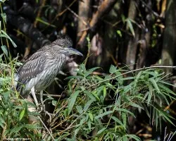 Nycticorax nycticorax