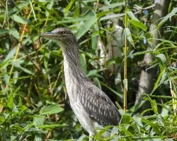 Nycticorax nycticorax
