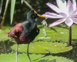Jacana spinosa