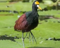 Jacana spinosa